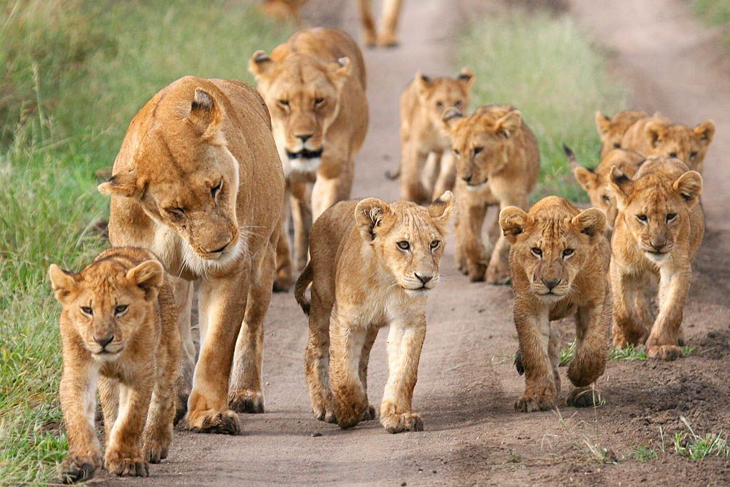 10-Day May Big Cat Safari